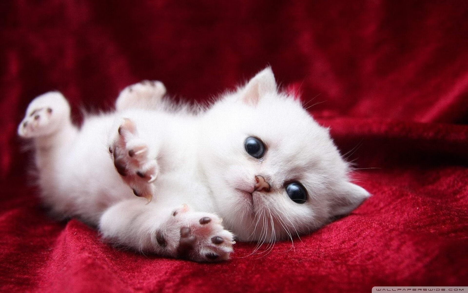 九游登录中心-_勇士队开始科班出身，战术日趋成熟_，勇士队出场介绍