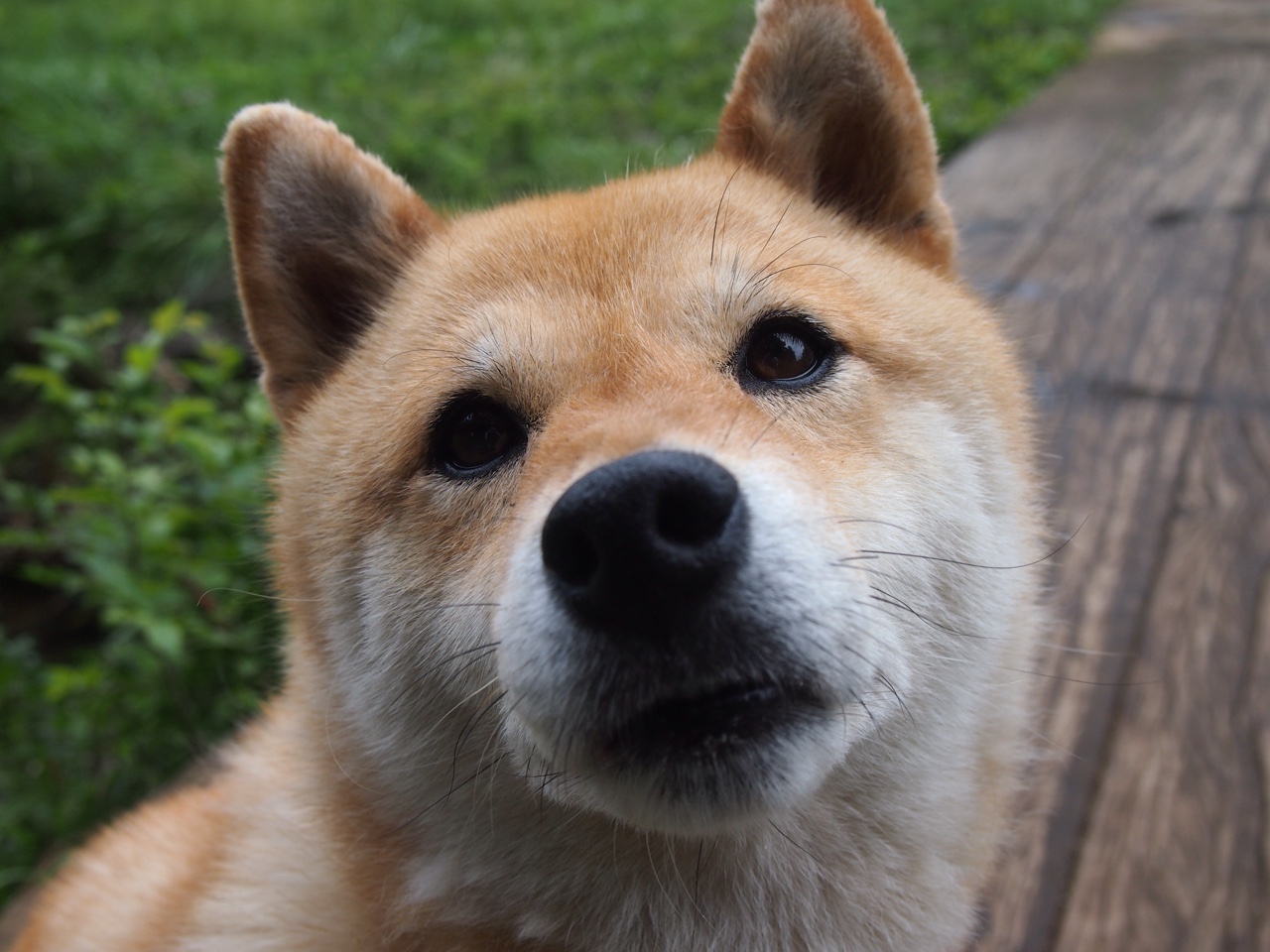 九游app下载中心-东契奇三双助独行侠逆转太阳，MVP呼声高涨，东契奇36分独行侠险胜马刺