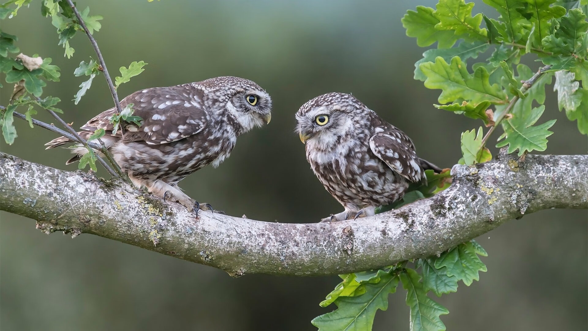 JiuyouAPP下载-特色足球场馆“智慧管理”系统在骨干城市全面推广，足球运动馆