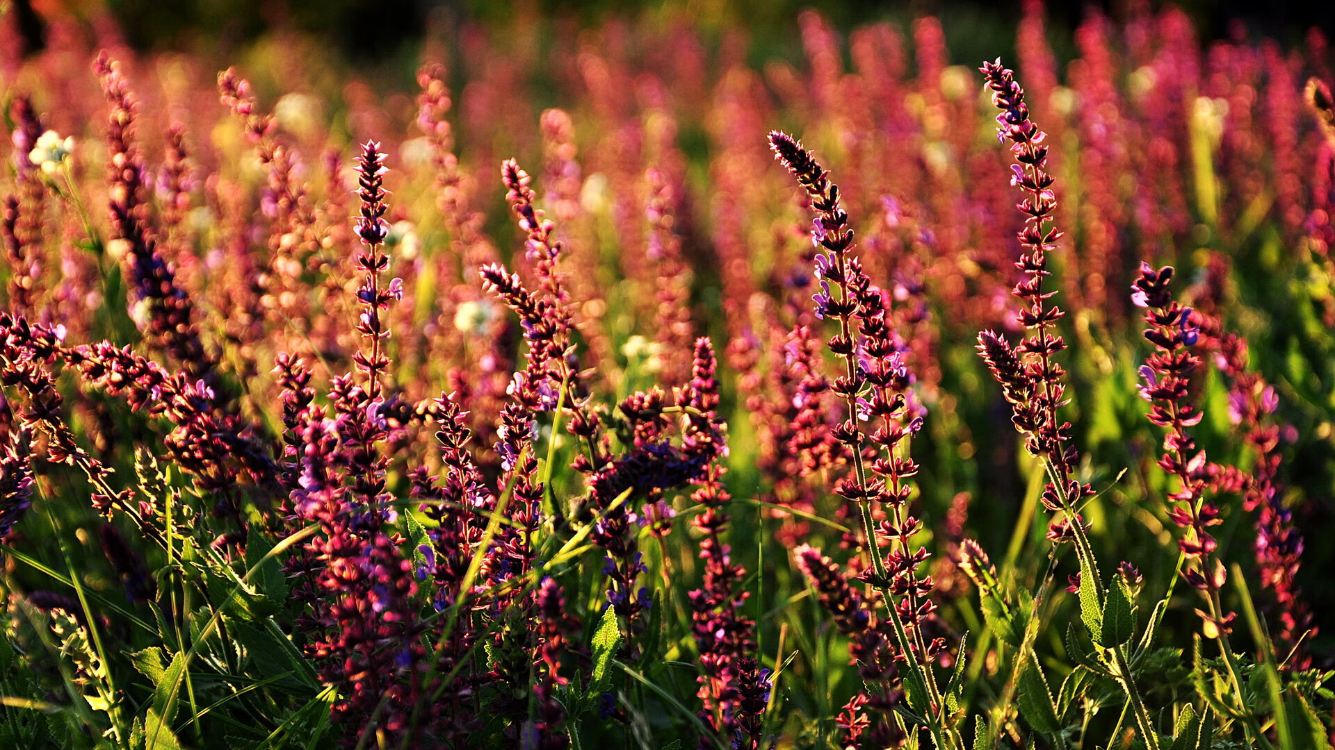 九游sports-西班牙小组头名晋级八强，西班牙小组分