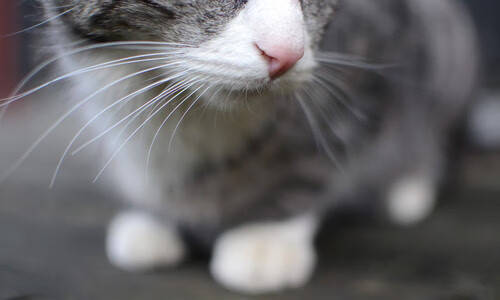 Jiuyou-逆境成长：伤病困扰中的复苏奇迹，逆境成长有什么好处