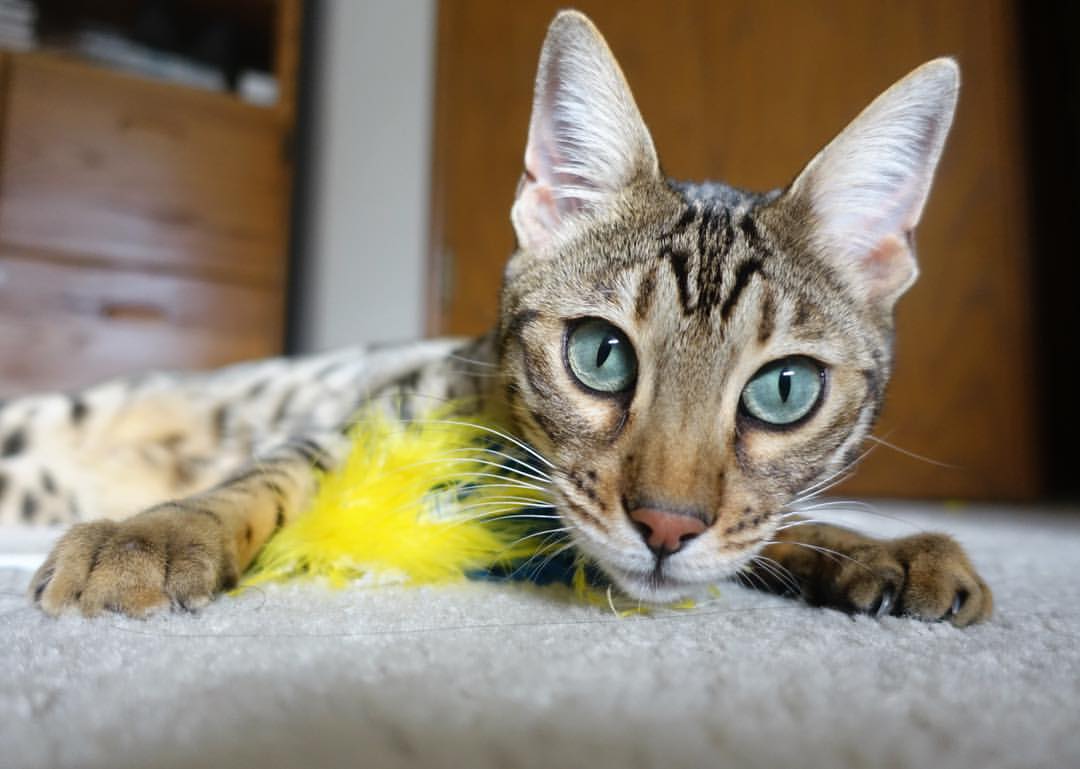 九游-澳大利亚球队获得亚洲联赛冠军，成为焦点，澳大利亚拿过亚洲杯冠军吗