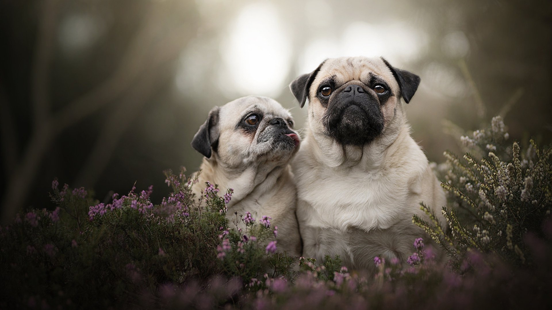 九游网页版官网-篮网再取关键胜利杜兰特状态神勇，杜兰特复出篮网胜