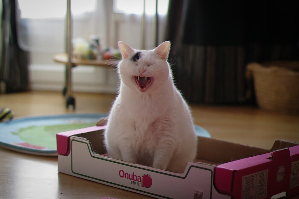 葡萄牙连续保持不败：波黑无法抵挡攻击力，欧洲杯葡萄牙波胆