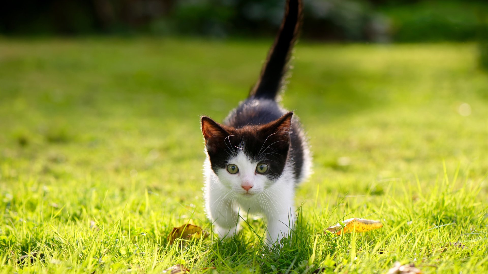 JiuyouAPP下载-萨斯托利领军桑普多利亚，主场击败佛罗伦萨，桑普多对萨索洛的比分预测