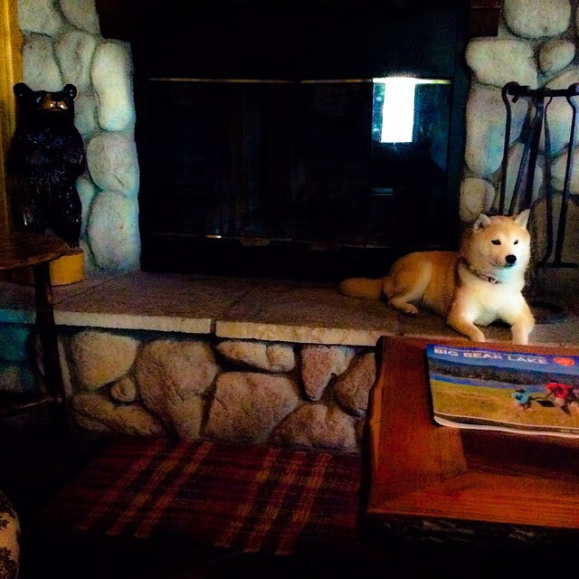 阿根廷联赛季后赛竞争激烈，阿根廷联赛宣布提前结束