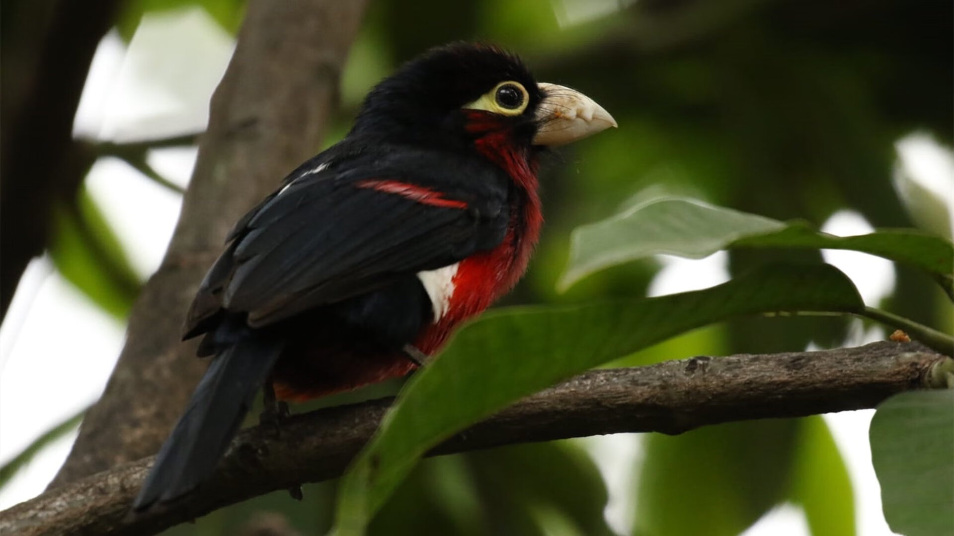 九游娱乐-篮球青训教练员培养模式创新，篮球青训教练员培养模式创新方案