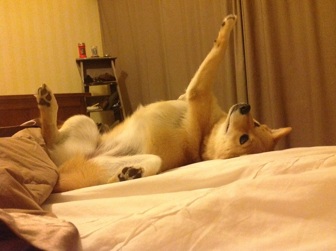 九游sports-DOTA2中国战队迎来年轻血液打法更加灵活，dota2新血液