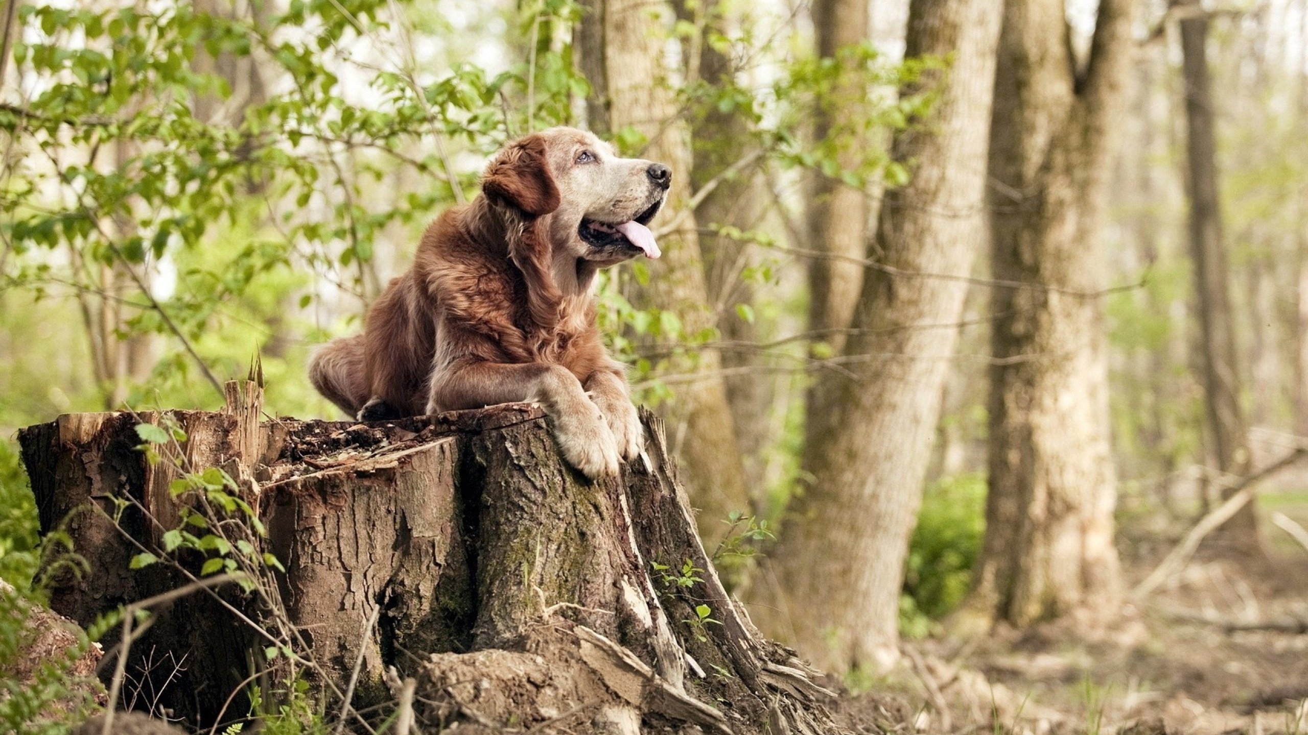 中国女篮稳定发挥打造强大团队,中国女篮实力剧增