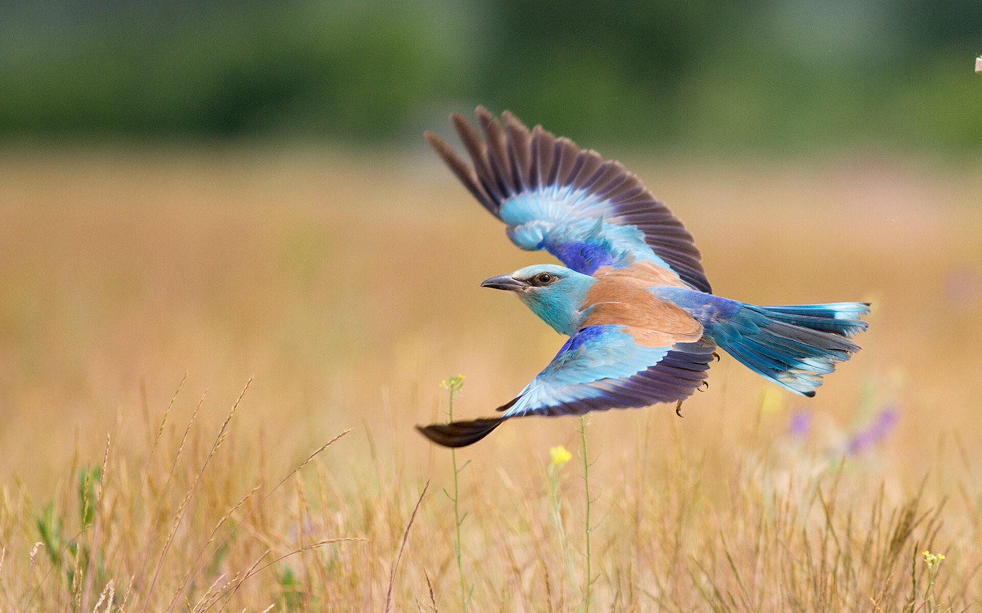 九游下载中心-中国男篮备战亚预赛新战术曝光引发热议，男篮亚预赛中国队