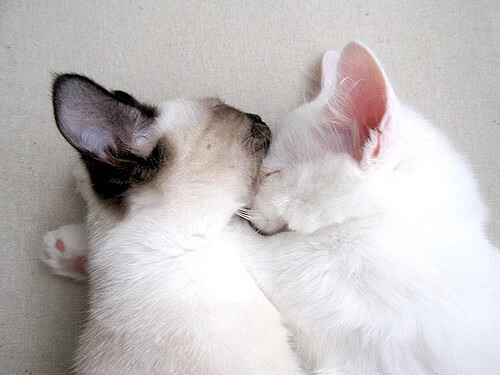 地方青训俱乐部获得足协认证资格提升资源配置,中国足协青训中心报名电话