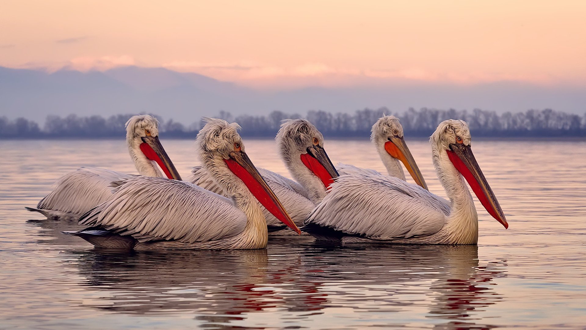 九游官网pc-奇才夏季联赛表现抢眼，奇才夏季联赛阵容