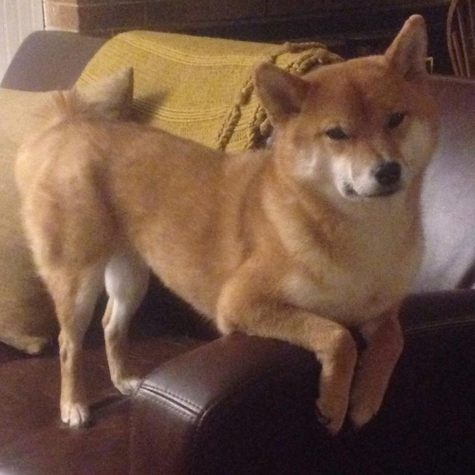 新闻中心发布北京冬奥会场馆绿色运行报告,2022冬奥会 绿色