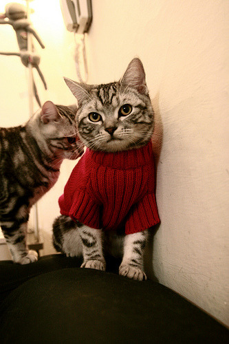 九游官网下载电脑版-苏炳添刷新赛会纪录田径百米赛，苏炳添跑进百米决赛